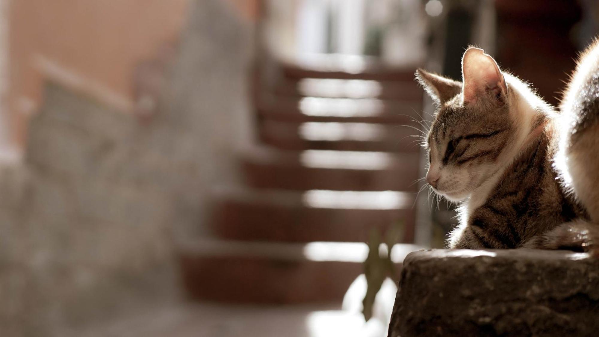 Casa Nel Borgo Dei Gatti Apartment เชตารา ภายนอก รูปภาพ