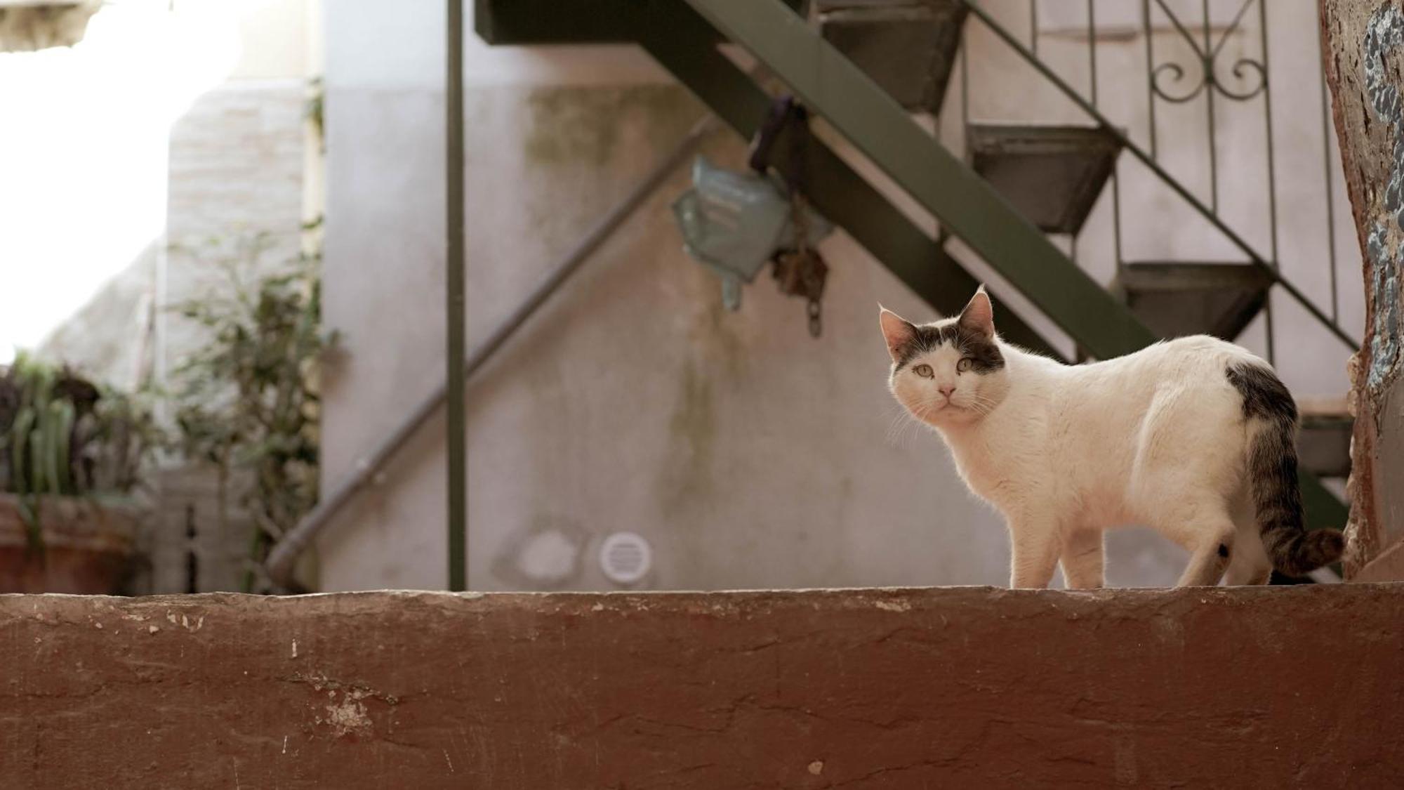 Casa Nel Borgo Dei Gatti Apartment เชตารา ภายนอก รูปภาพ